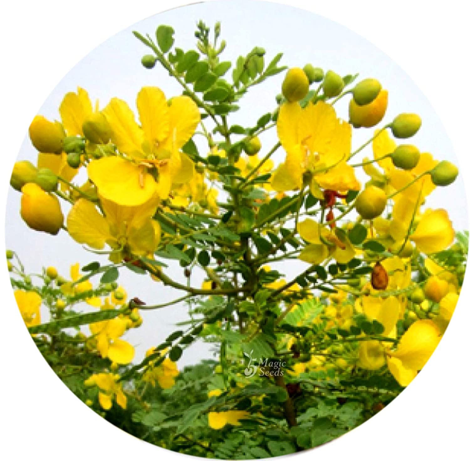 10 Amazing Benefits of Avarampoo Flower: For Face, Skin, Hair, etc -